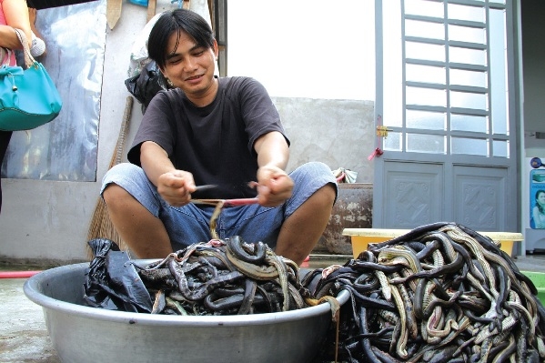 (C)Tien phongヘビの皮剥ぎ作業