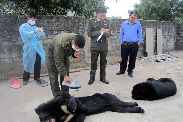 クアンニン省：農場のクマが餓死、「熊胆」ツアー禁止で世話放棄 [社会] - VIETJOベトナムニュース