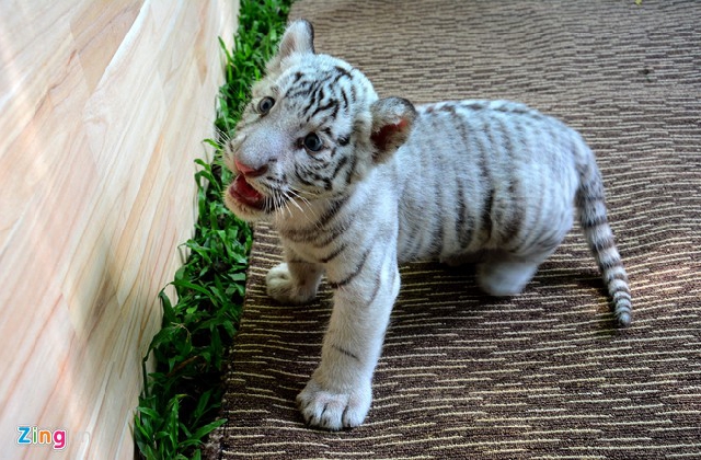 ホワイトタイガーの赤ちゃんと写真を撮ろう サイゴン動物園 観光 Vietjoベトナムニュース