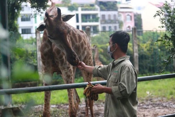 サイゴン動物園 臨時休業で動物たちの餌代が不足 市民が募金開始 経済 Vietjoベトナムニュース