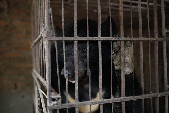 檻に21年間閉じ込められていたクマ救出、保護施設に引き渡し [社会] - VIETJOベトナムニュース