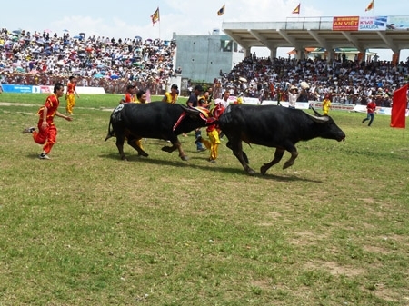 ハイフォン名物闘水牛祭り 水牛が逃げ出し負傷者続出 社会 Vietjoベトナムニュース