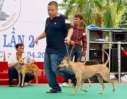 国際美犬コンテストをベトナムで初開催 フーコック犬を紹介 社会 Vietjoベトナムニュース