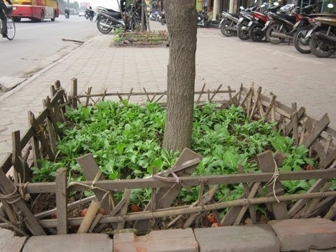 ハノイ 家庭菜園流行 歩道や公園の植え込みが野菜畑に 社会 Vietjoベトナムニュース