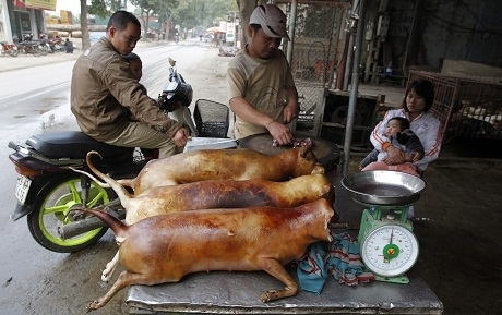 ベトナムの犬料理とネズミ料理 世界のゲテモノ料理特選 に選ばれる 観光 Vietjoベトナムニュース