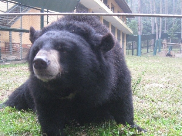 クアンニン省：「熊胆」目当てのクマ農場ツアーに終止符 [社会
