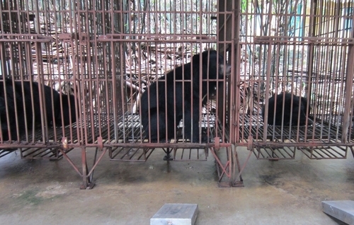 クアンニン省：「熊胆」目当てのクマ農場ツアーに終止符 [社会