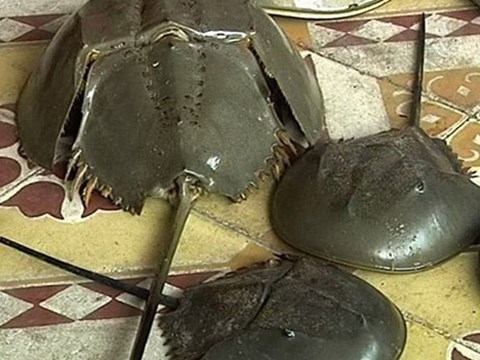 カブトガニと間違えて マルオカブトガニでの食中毒相次ぐ 三面 Vietjoベトナムニュース