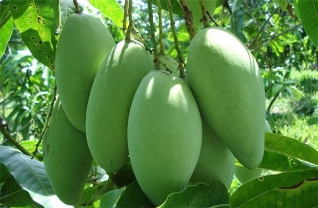 オーストラリアがベトナム産マンゴーを輸入へ 2種類目の果物に 経済 Vietjoベトナムニュース