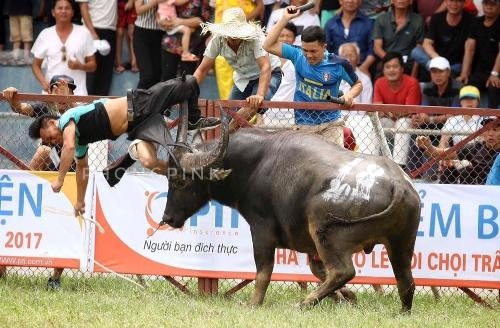 ドーソン闘水牛祭りで飼い主が水牛に襲われ死亡 中止検討も 社会 Vietjoベトナムニュース