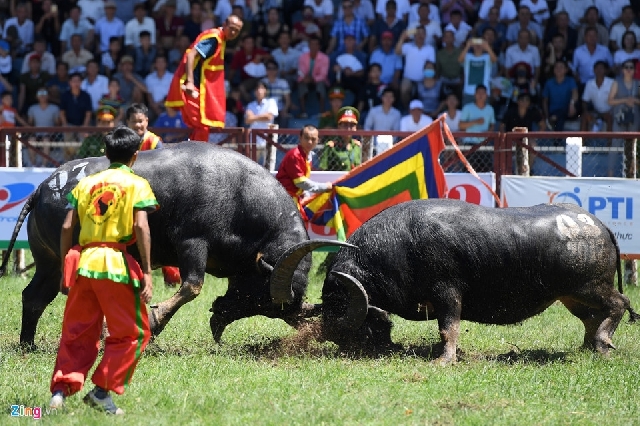 ハイフォン名物の闘水牛祭り開催 観客1万4000人 社会 Vietjoベトナムニュース