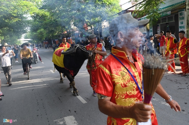 ハイフォン名物の闘水牛祭り開催 観客1万4000人 社会 Vietjoベトナムニュース