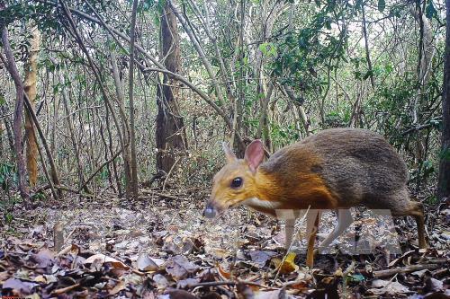 ベトナムで絶滅危惧のマメジカ希少種 約30年ぶりに発見 社会 Vietjoベトナムニュース