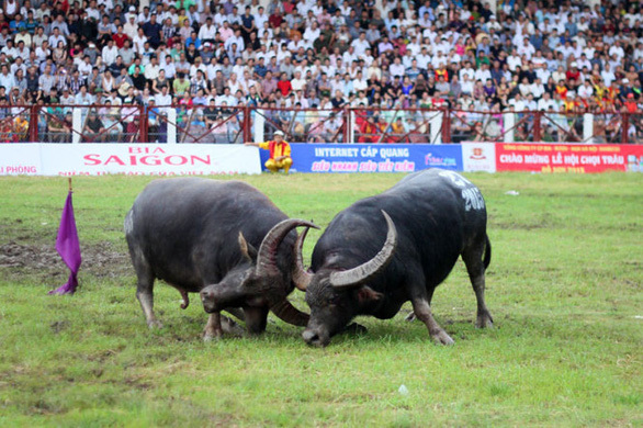ハイフォン名物の闘水牛祭り 新型コロナで開催中止 社会 Vietjoベトナムニュース