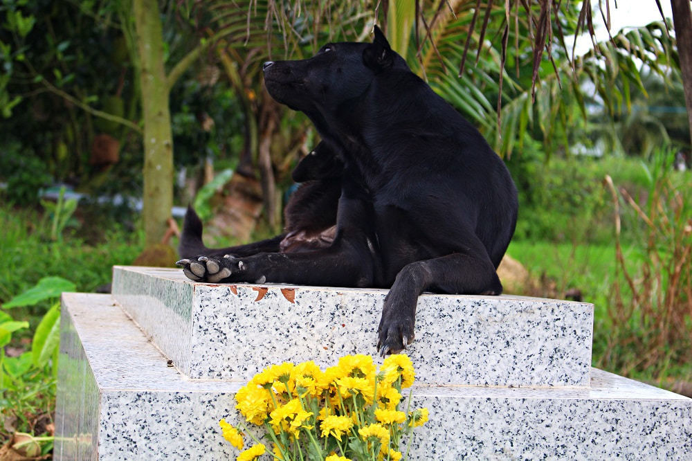 ベトナムの忠犬ハチ公 飼い主の死後から3年墓で待ち続ける 社会 Vietjoベトナムニュース